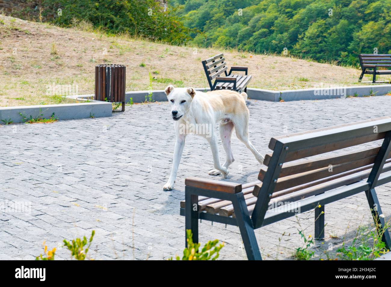 Ein weißer Alabai, der im Park läuft Stockfoto