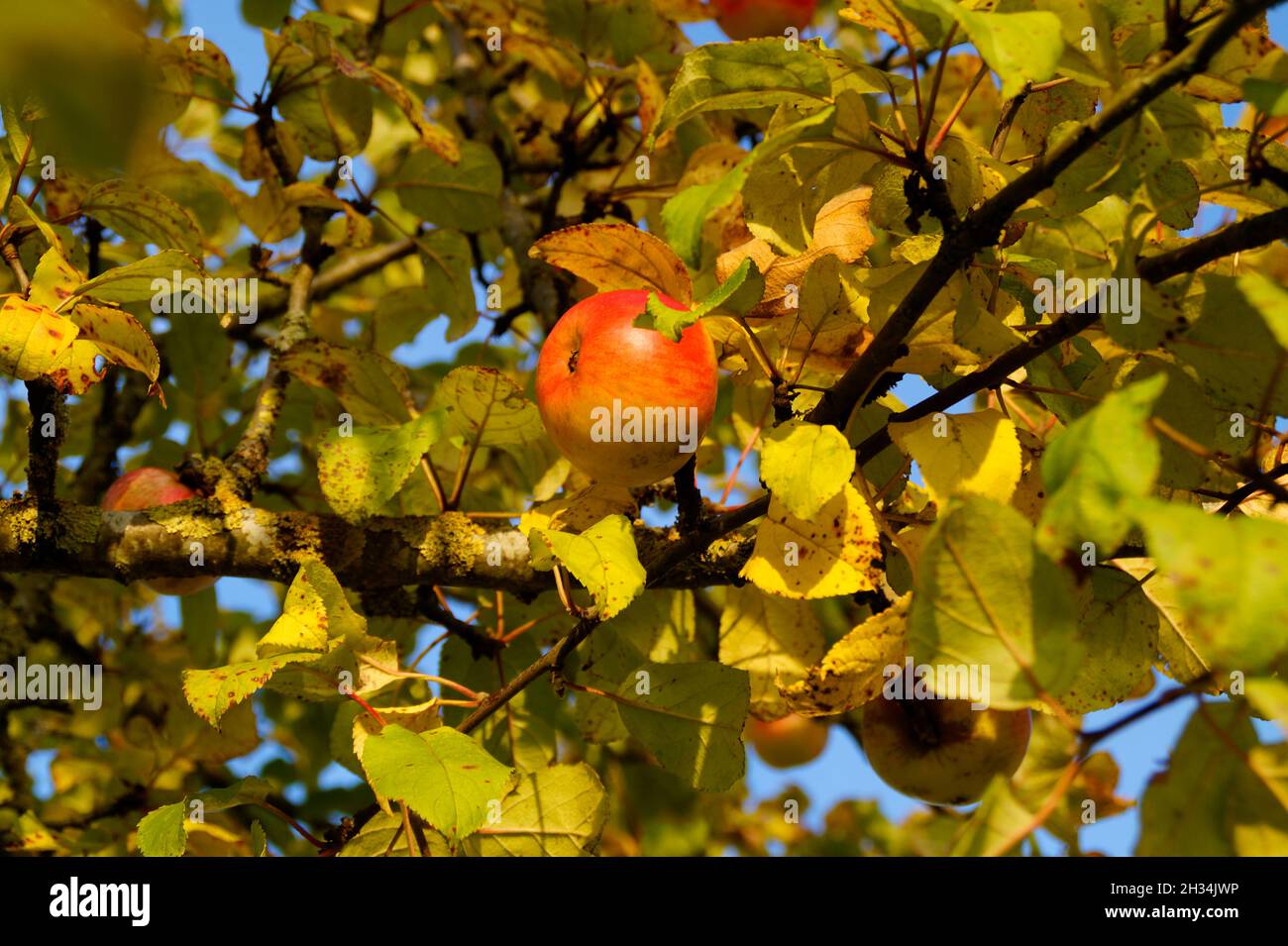 Apfelbaum oktober Fotos und Bildmaterial in hoher Auflösung Alamy