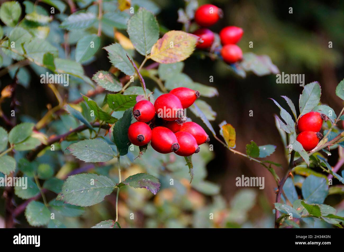 Schöne leuchtend rote wilde Bräter an einem schönen Oktobertag Stockfoto