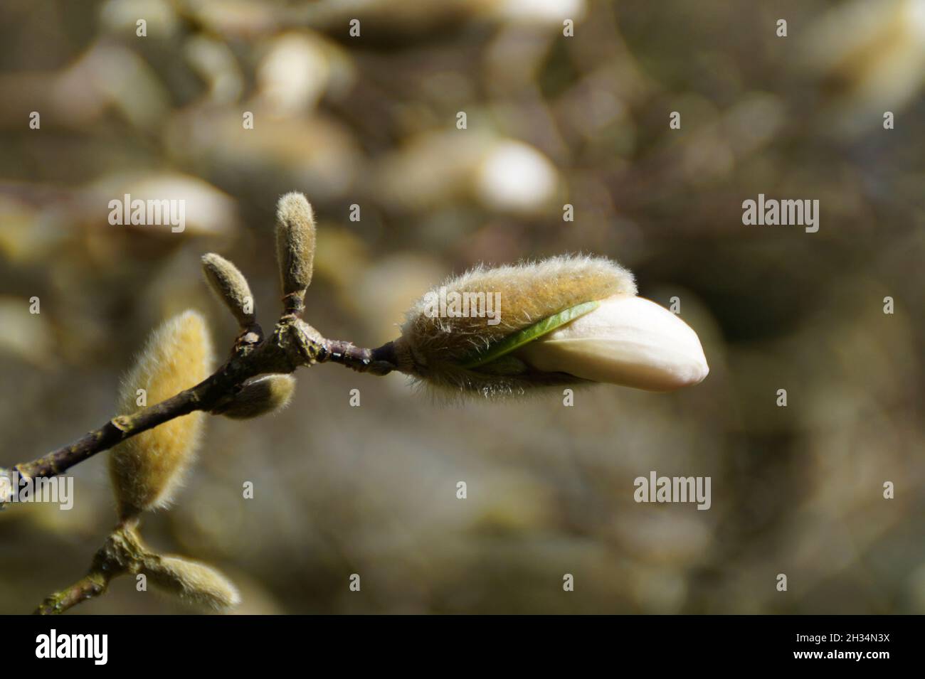 Weiße Magnolien am blauen Frühlingshimmel an einem sonnigen Apriltag in Bregenz (Österreich) Stockfoto
