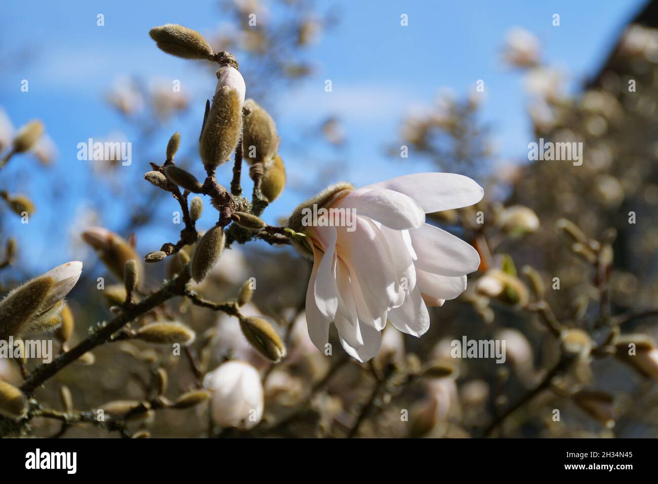 Weiße Magnolien am blauen Frühlingshimmel an einem sonnigen Apriltag in Bregenz (Österreich) Stockfoto
