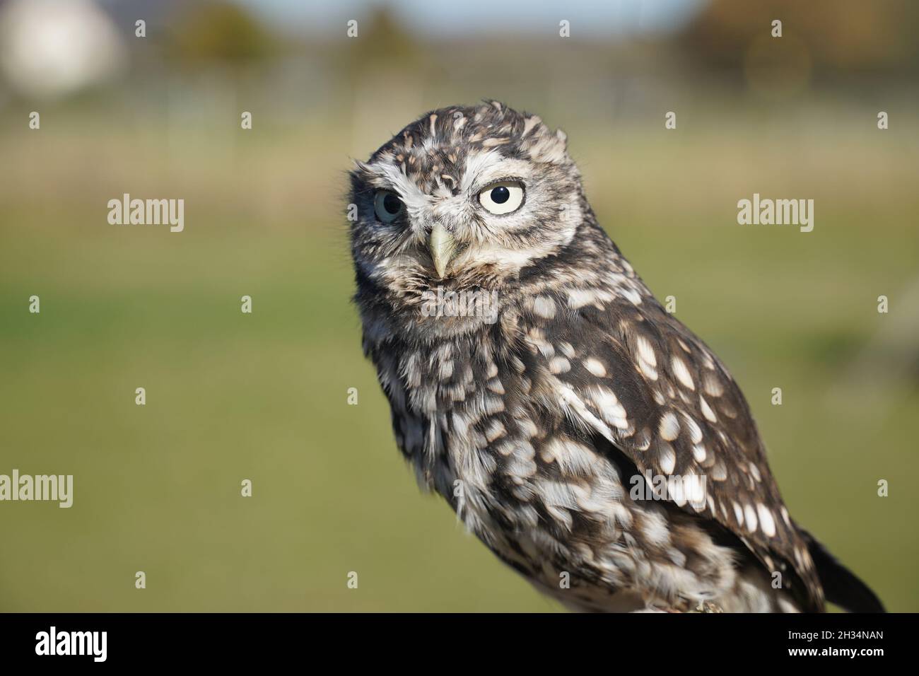 Junge Eule (Athene Noctua) auf einem Zweig, der in die Kamera schaut. Etwa 2 Jahre alter männlicher Vogel bei Einbeck, Deutschland. Stockfoto