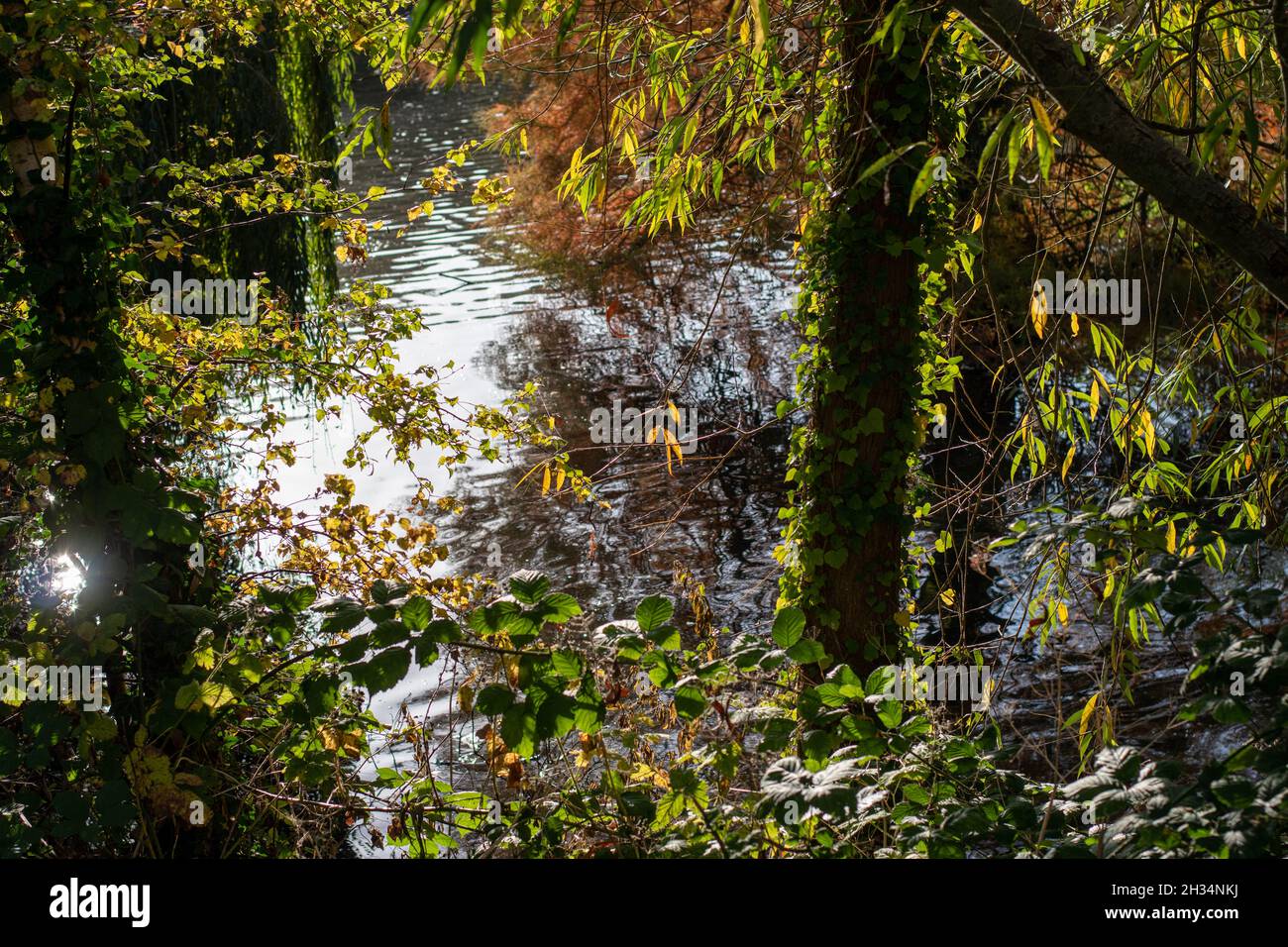 Park Teich Herbst Blätter fallen ruhige Landschaft Herbst Sonne Licht Sonnenlicht Wasserpflanzen Stockfoto