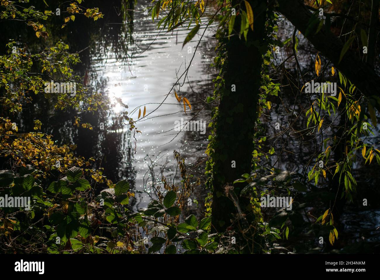 Park Teich Herbst Blätter fallen ruhige Landschaft Herbst Sonne Licht Sonnenlicht Wasserpflanzen Stockfoto