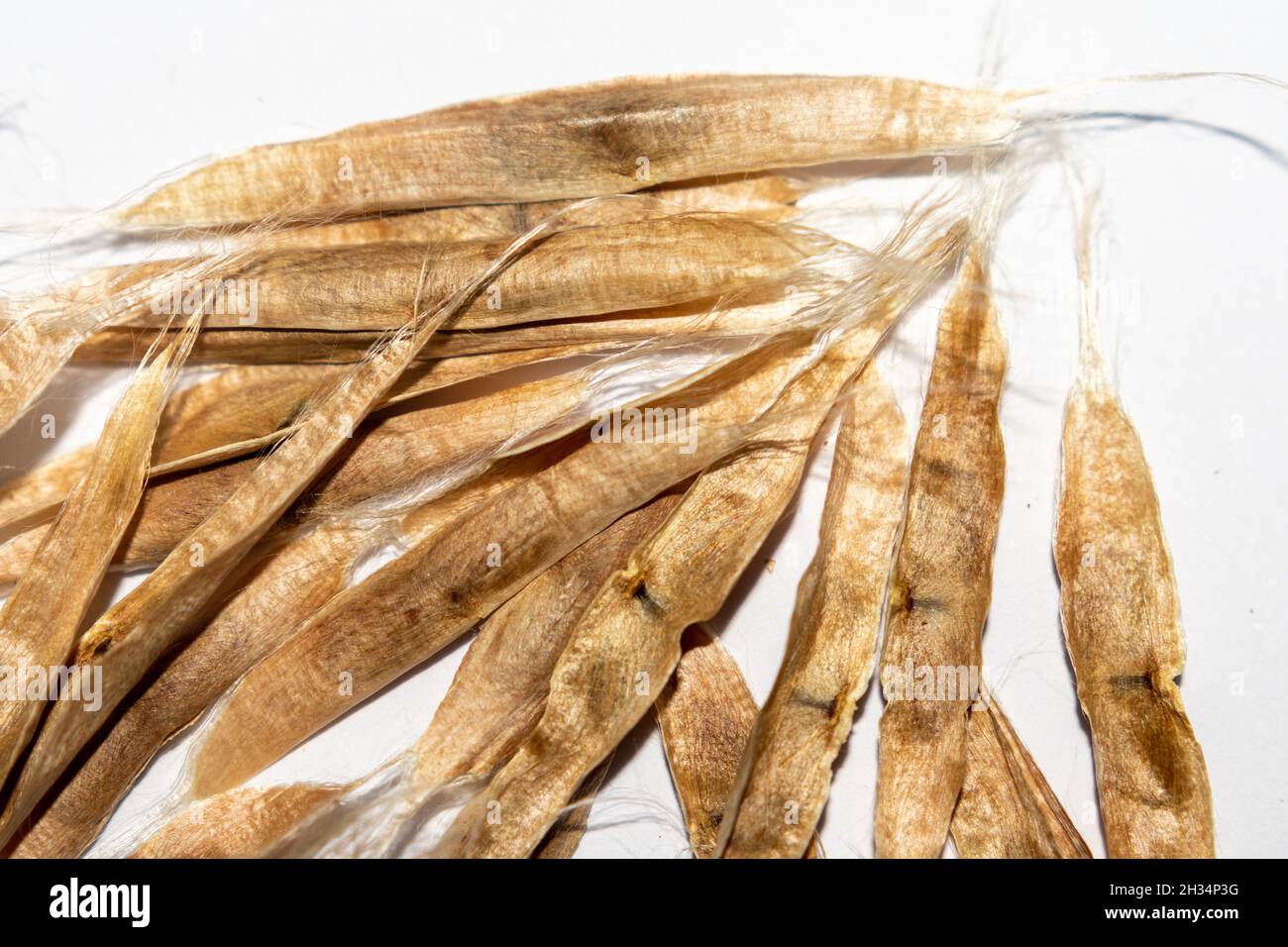 Nahaufnahme der Catalpa-Samen auf weißem Hintergrund Stockfoto