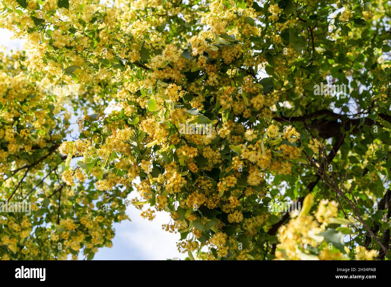 Natürlicher Hintergrund mit einer blühenden Linde. Stockfoto