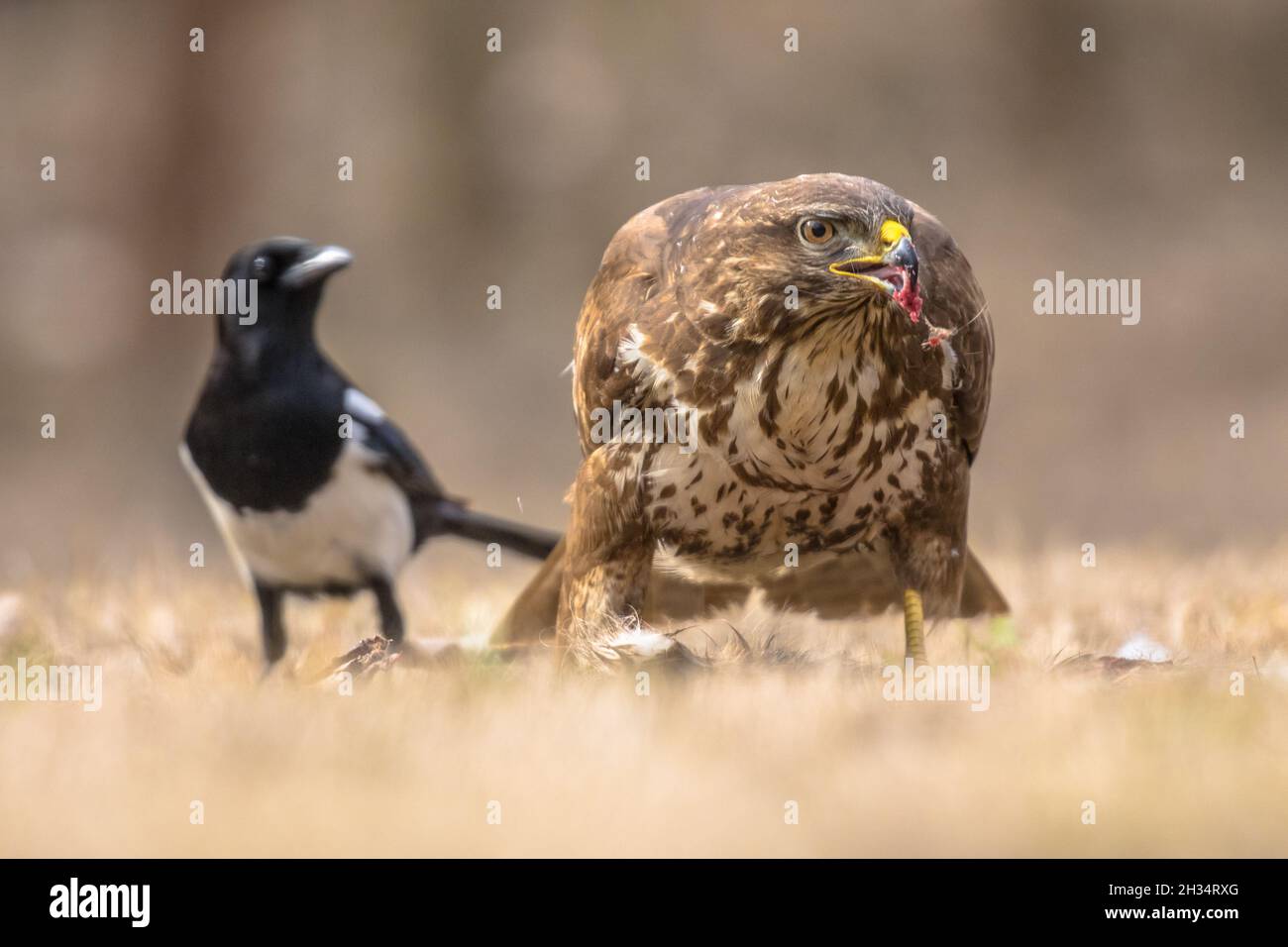 Europäischer Buzzard (Buteo buteo), der Fleisch von frisch gefangenen Beutetieren im Kiskunsagi-Nationalpark, Pusztaszer, Ungarn, verzehrt. Februar. Elster (Pica pica Stockfoto