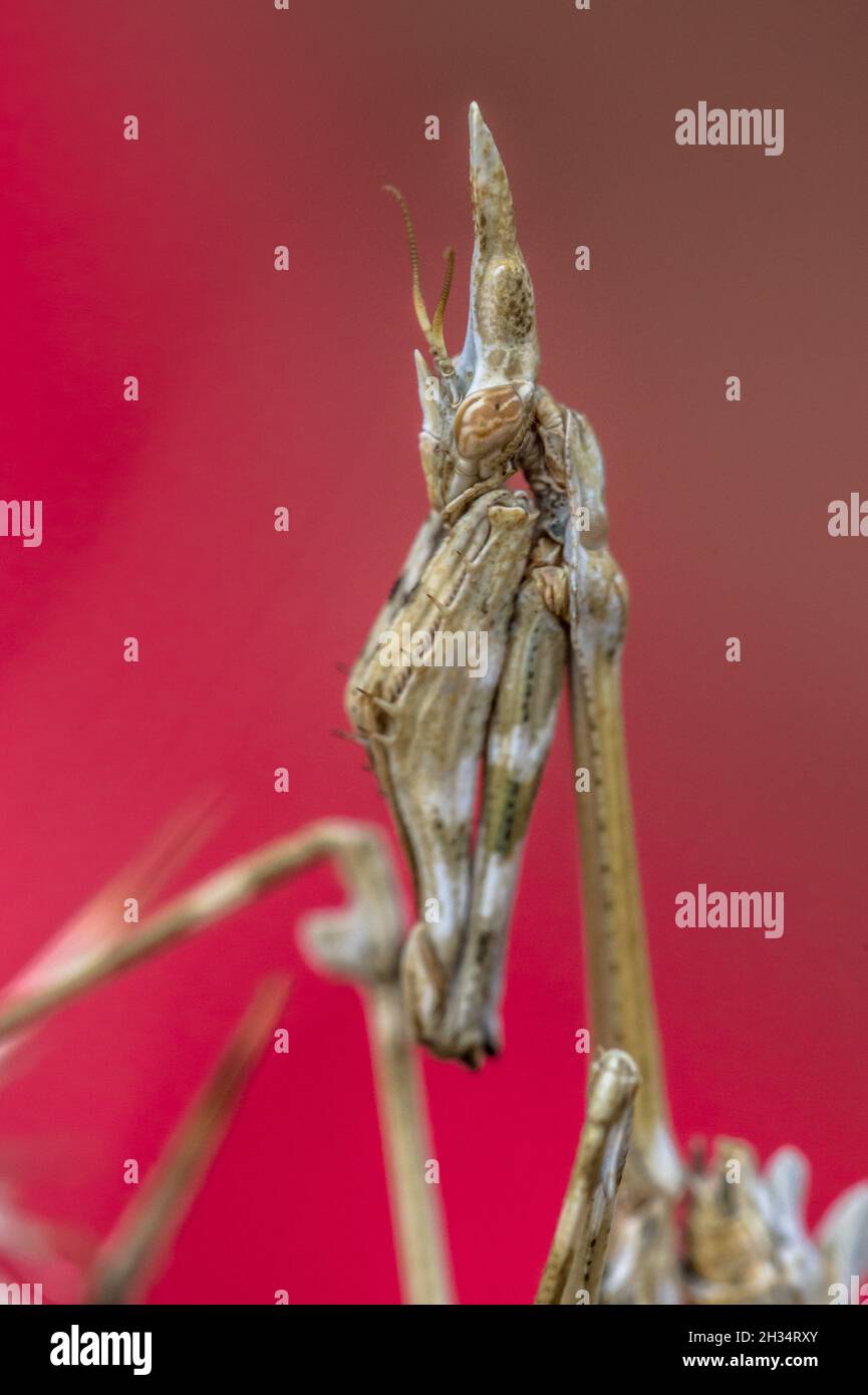 Nahaufnahme Porträt einer Kegelkopfmantis (Empusa pennata) mediterraner Shrobland-Hinterhalt-Raubtier-Insekt auf rotem Hintergrund Stockfoto