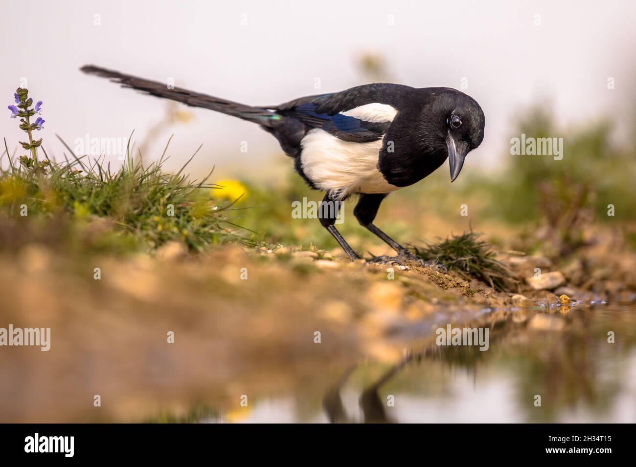 Eurasische Magpie (Pica pica), die am Teich in den spanischen Pyrenäen, Vilagrassa, Katalonien, Spanien, Nahrungssuche macht. April. Stockfoto