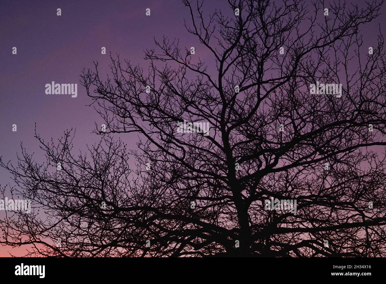 Silhouette von Baumzweigen auf einem violetten Sonnenuntergang Himmel Hintergrund Stockfoto