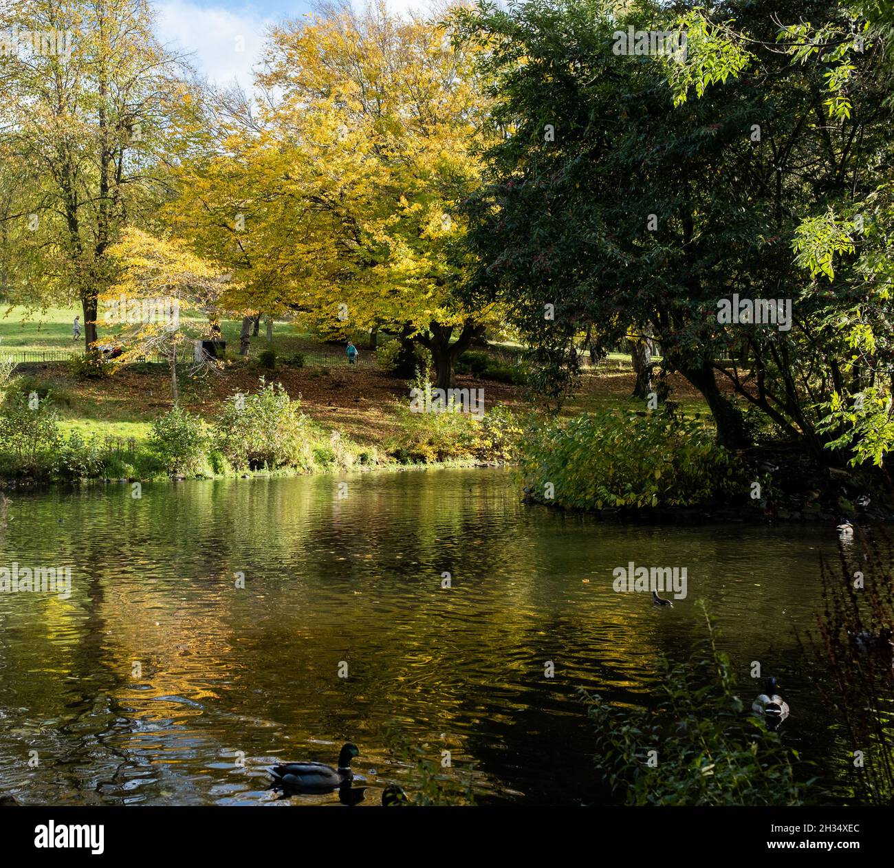 Kelvingrove Park (Glasgow) Teich, Herbst/Herbstfarben. Blätter (gelbgrün), Sonnenlicht, Wasser, Enten. Oktober 2021 Stockfoto