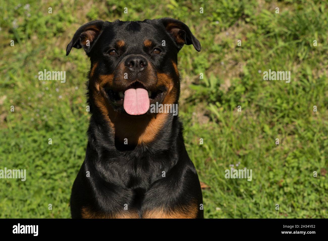 Rottweiler Hund Stockfoto