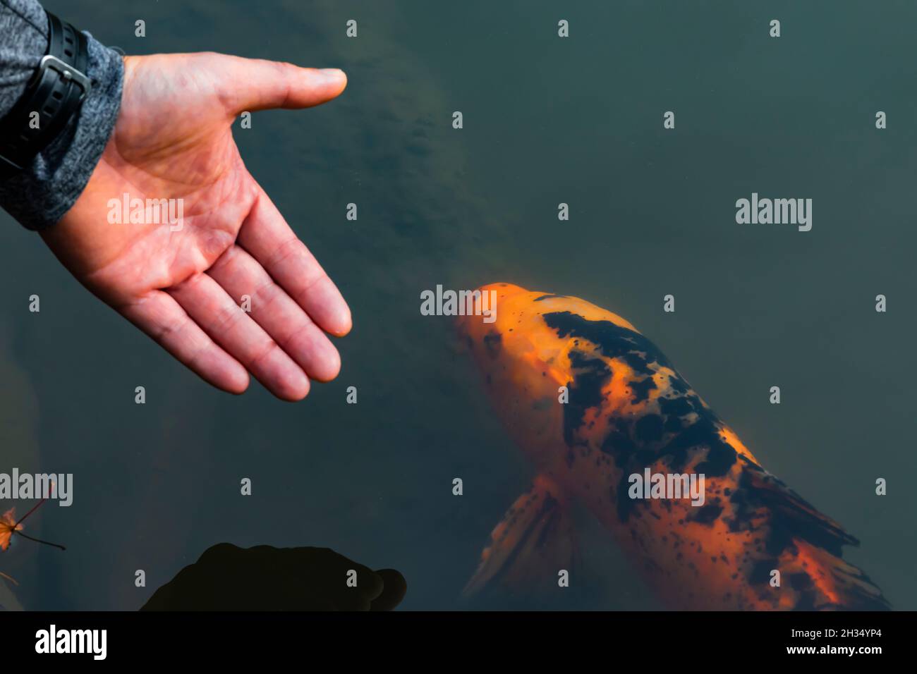Koi im Teich des Japanischen Gartens von Seattle, Seattle, Staat Washington, USA Stockfoto