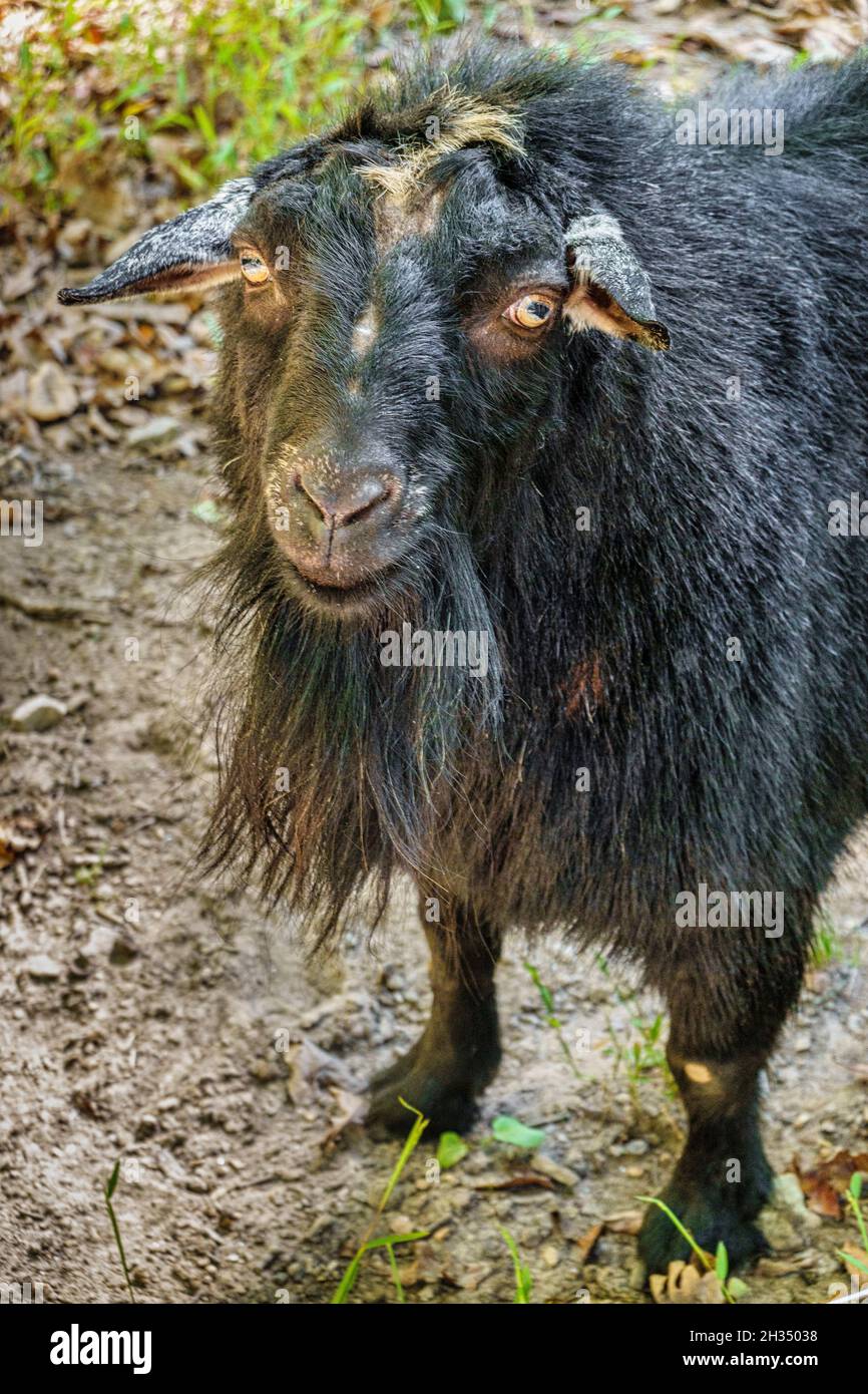 Eine schwarze ziege, die auf dem Gelände eines Sägewerks im Freien in Morganton, North Carolina, lebt. Stockfoto