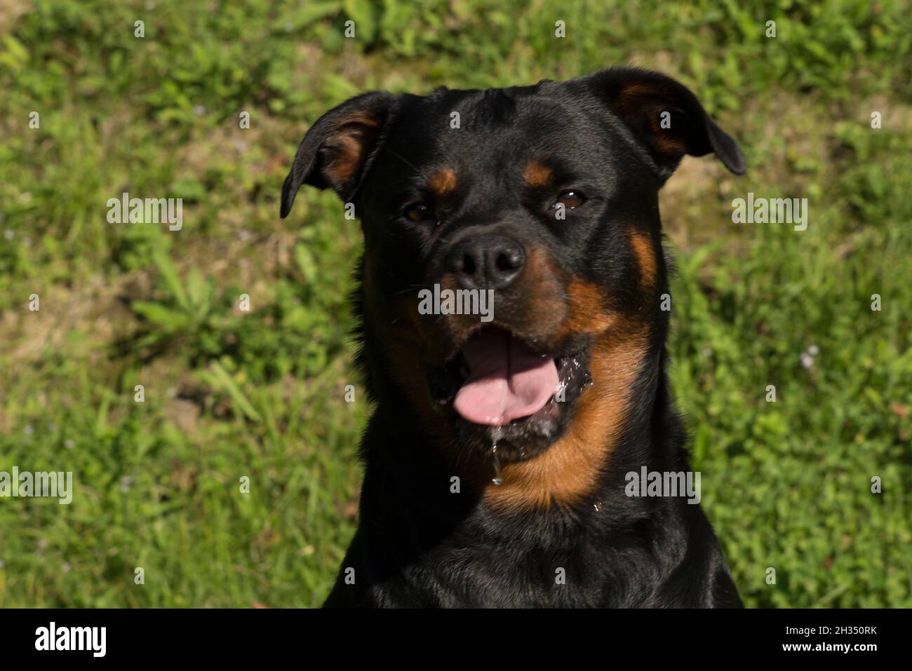 Rottweiler Hund Stockfoto