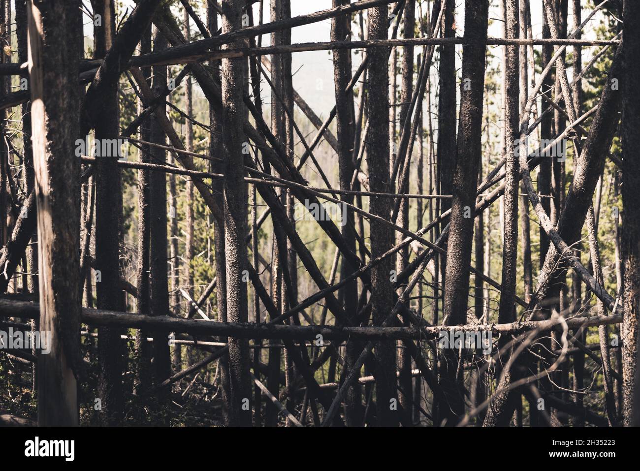 Gefallene Baumstämme in einem Wald. Stockfoto