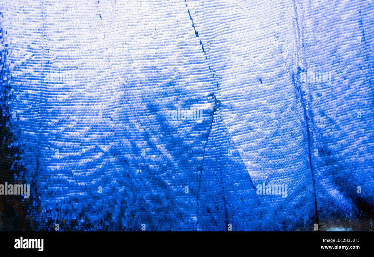 Menelaus blau morpho - Morpho menelaus - Makroschmetterlingsflügel Stockfoto