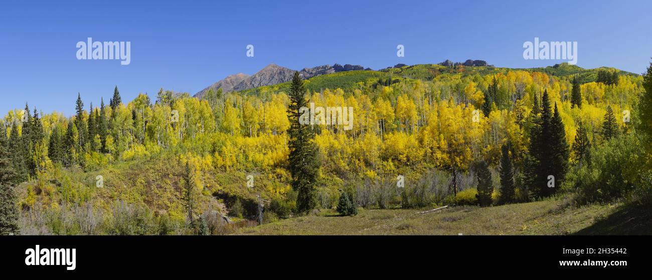 Gelb und Grün von Herbstbaumfarbe in einer Panoramaaufnahme in Colorado Stockfoto