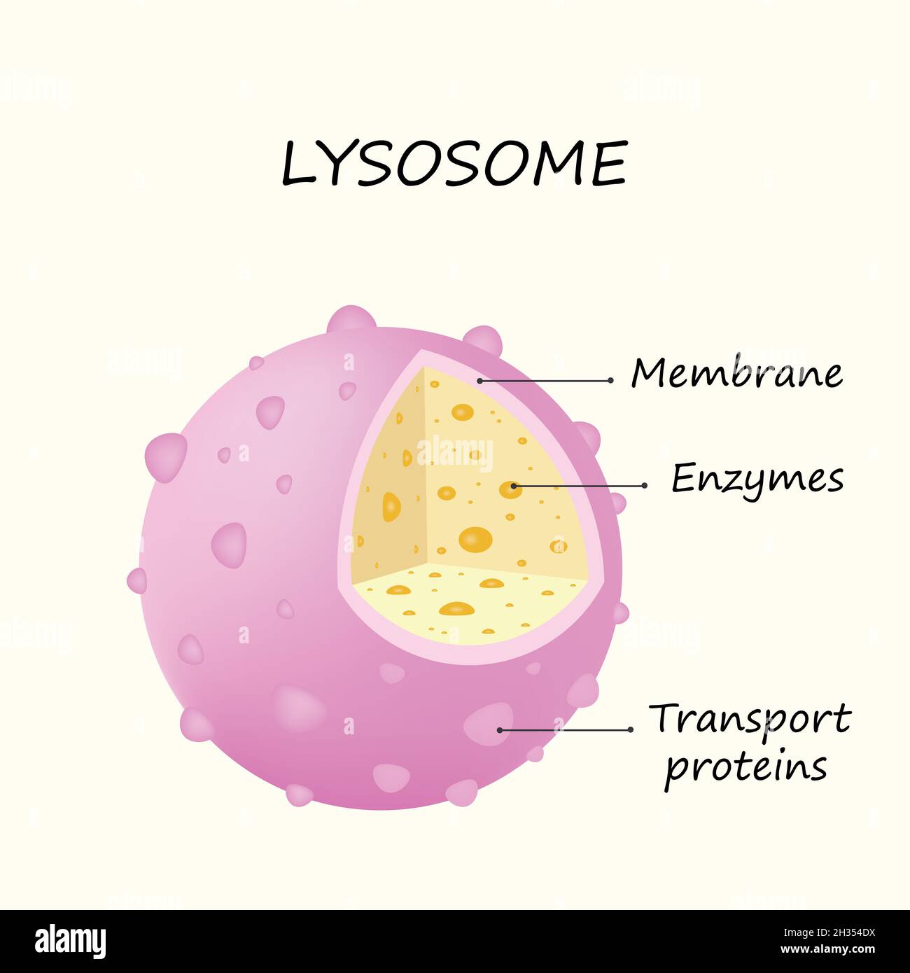 Anatomie des Lysosomes: Hydrolytische Enzyme, Membran- und Transportproteine Bunte Illustration Stockfoto