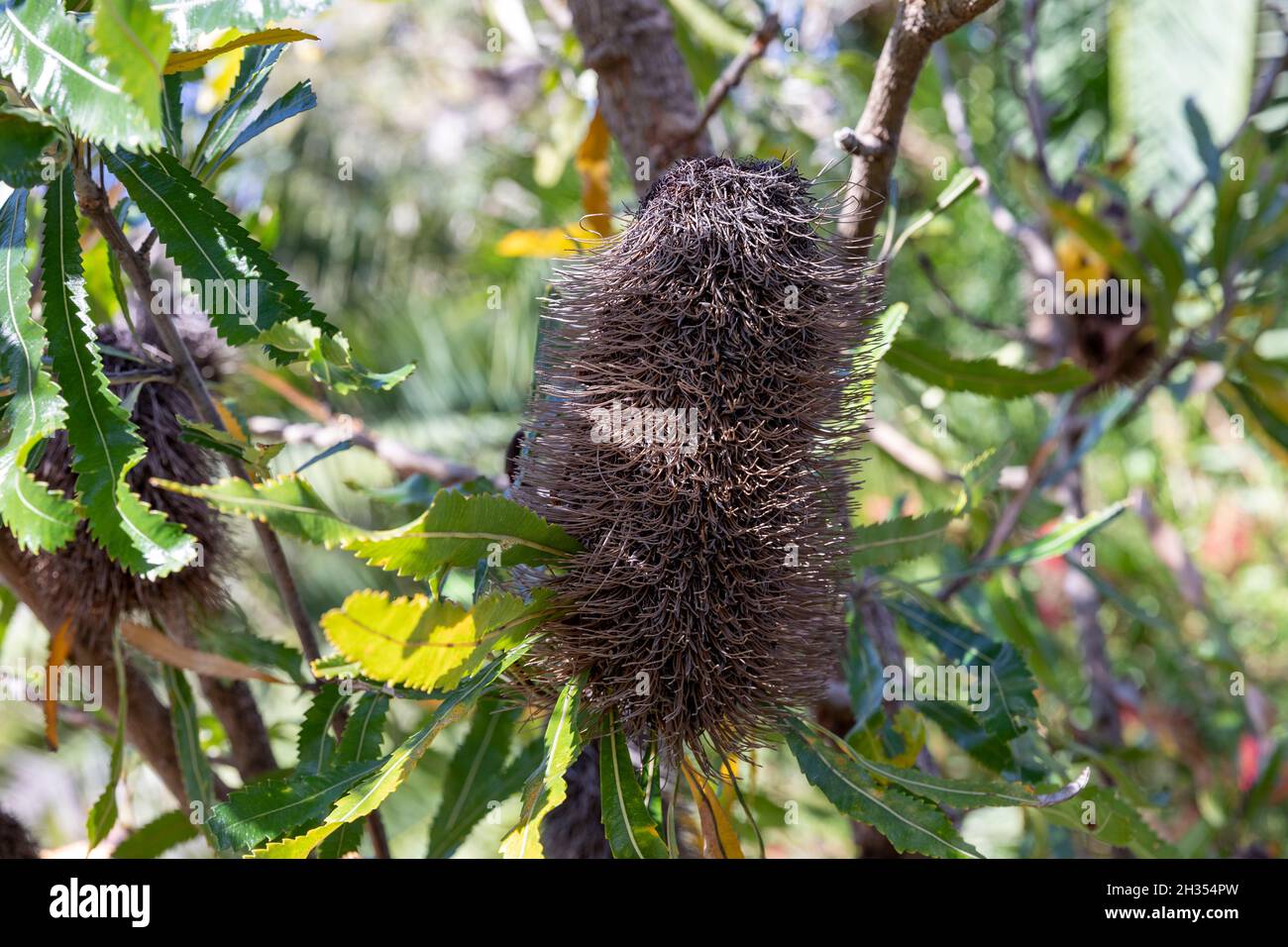 Banksia, australischer Baumstrauch in Avalon Beach, Sydney, Australien Stockfoto