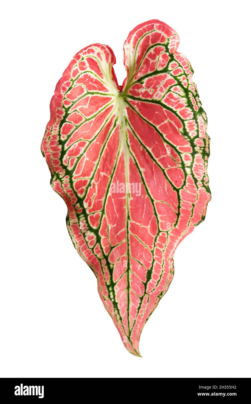 Caladium Blätter, Königin der Blätter guter Luftreiniger isoliert auf weißem Hintergrund Caladium bicolor Schlote mit Clipping Pfad. Stockfoto