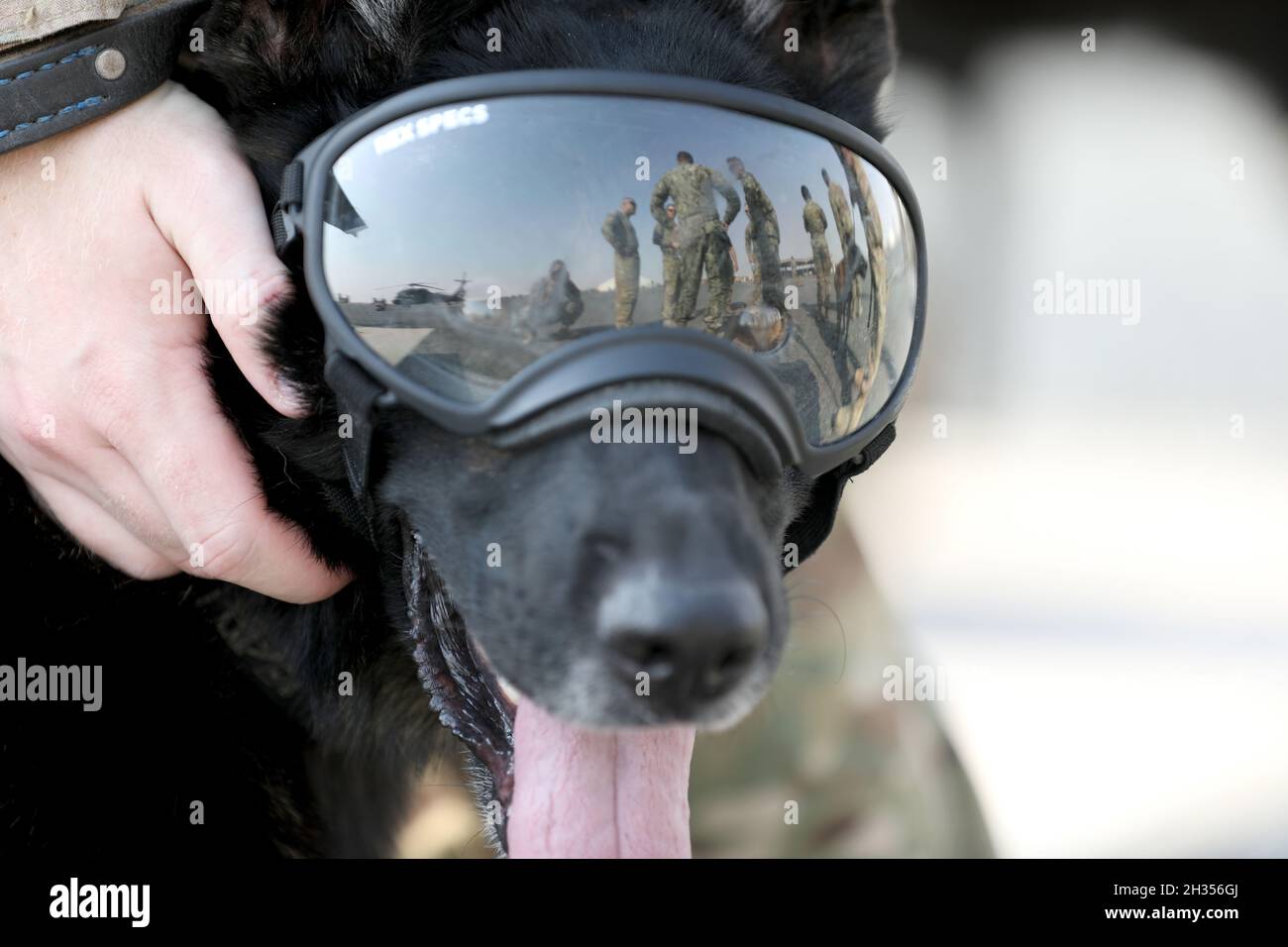 Der Militär-Arbeitshund „Hero“ hat seine Rex Specs-Brille an und ist bereit für ein medizinisches Evakuierungstraining, das in einen stationären UH-60 Black Hawk-Hubschrauber im Camp Buehring, Kuwait, eindringt und dort ausläuft. Stockfoto