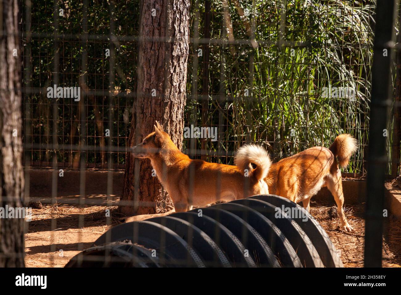 Der Singhund Canis lupus Dingo aus Neuguinea ist in Gefangenschaft in einem Käfig. Stockfoto