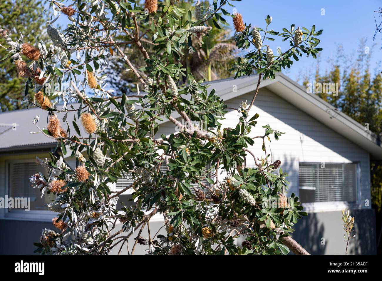 Banksia, australischer Baumstrauch in Avalon Beach, Sydney, Australien Stockfoto