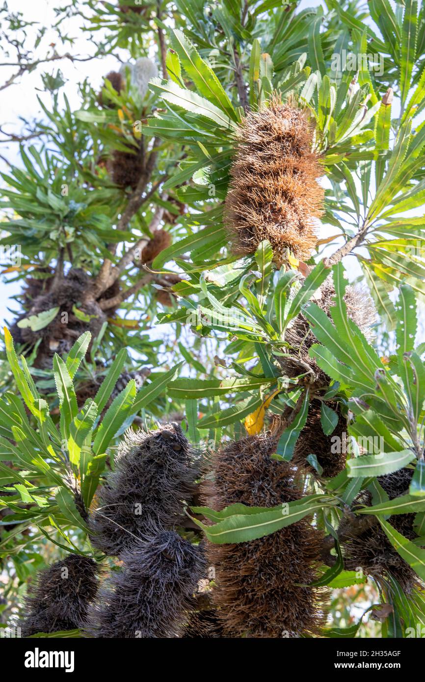 Einheimischer australischer Banksia-Baum, Proteaceae, braune Samenkapseln an einem Frühlingstag, Sydney Northern Beaches, NSW, Australien Stockfoto