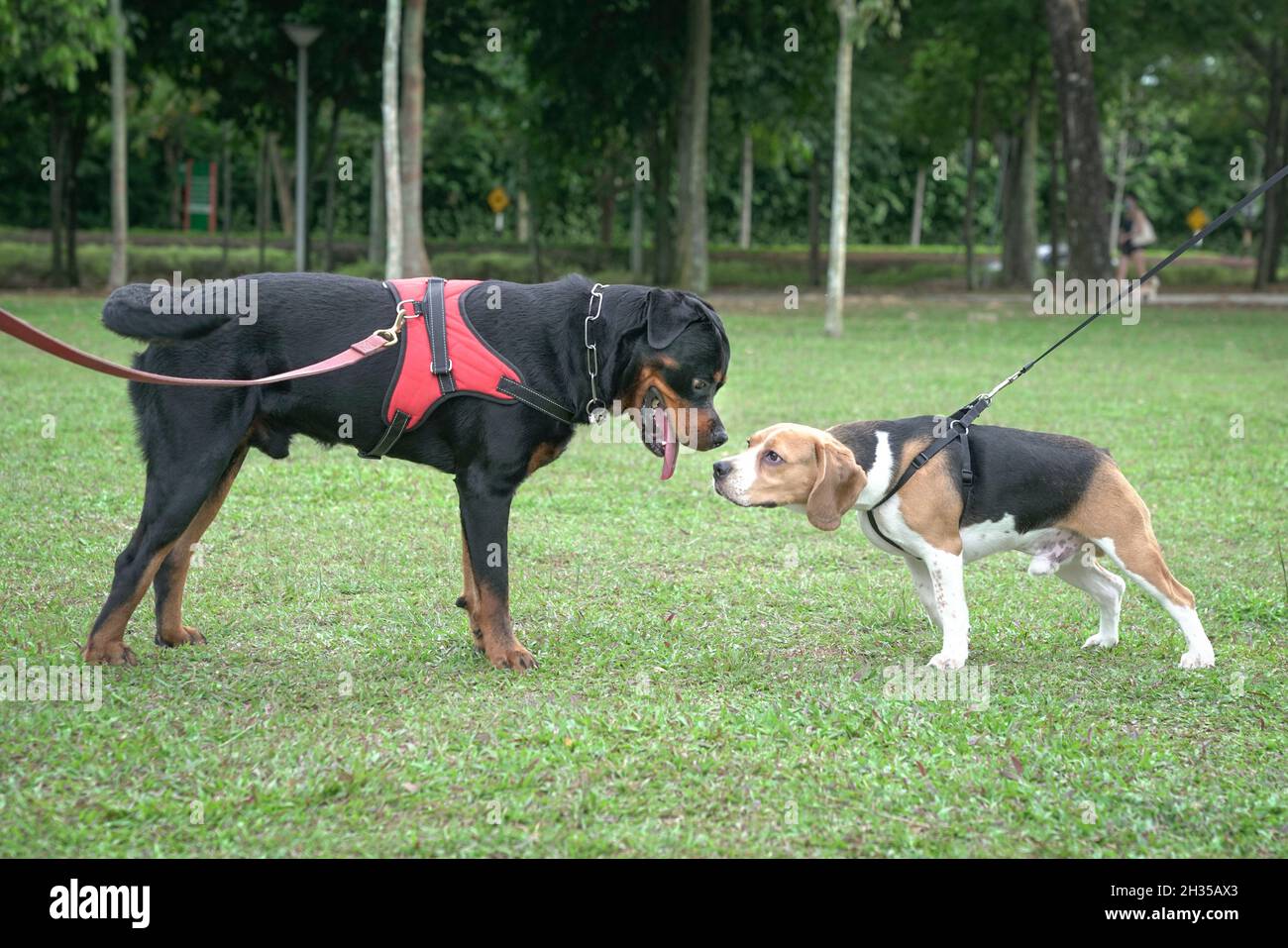 Zwei Hunde, Beagle und Rottweiler, grüßen sich gegenseitig, indem sie schnüffeln. Konzept der Hundesozialisierung. Stockfoto