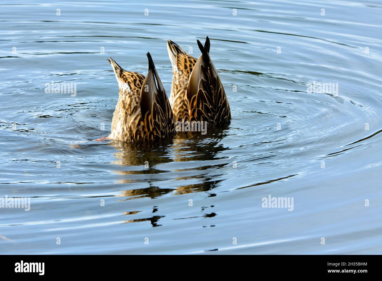 Zwei weibliche Stockenten, die sich im flachen Wasser des Biberteiches im ländlichen Alberta Canada ernähren. Stockfoto