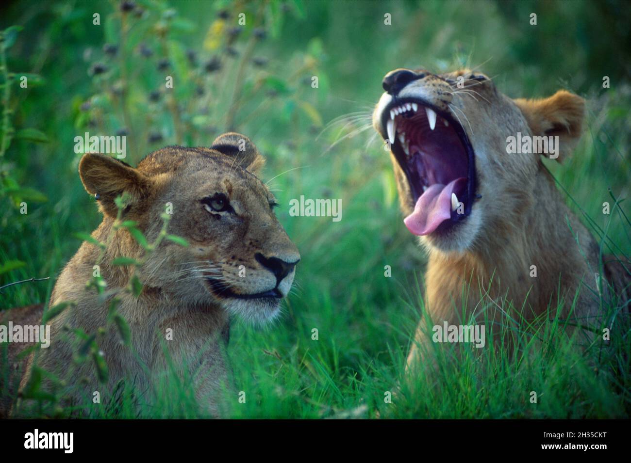Paar Löwinnen, Panthera leo, verwundbar, mit einem Gähnen, Kruger-Nationalpark, Provinz Mpumalanga, Südafrika, Afrika Stockfoto