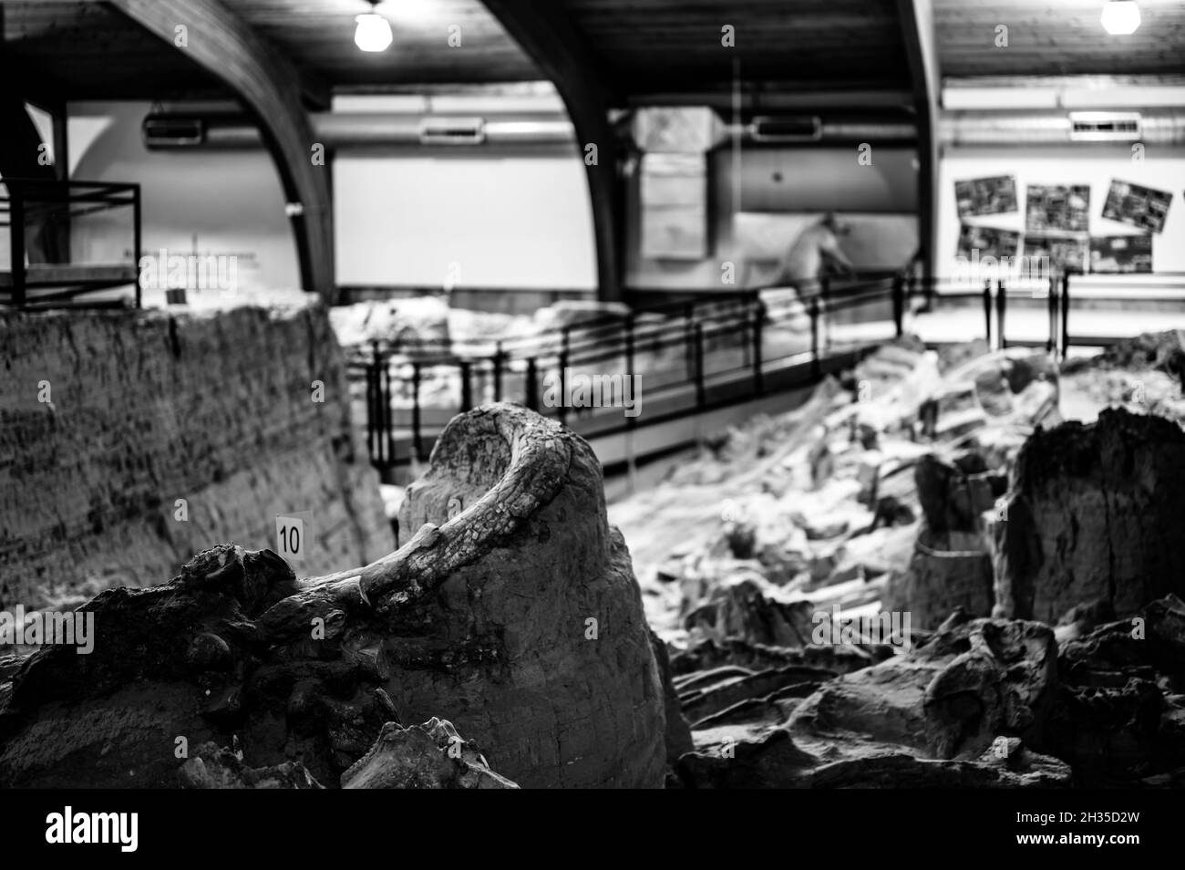 Hot Springs, South Dakota -10.2021: Knochen, die auf dem Mammoth Dig-Gelände ausgegraben wurden, verursacht durch ein eingestürztes Sinkloch Stockfoto