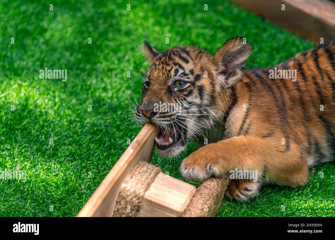 Tiger Bengal Junge spielt oder beißt Holzspielzeug auf einem Graskäfig in einem Zoo von Thailand. Nahaufnahme Bengalisches Tigerkub, natürliches Licht. Stockfoto