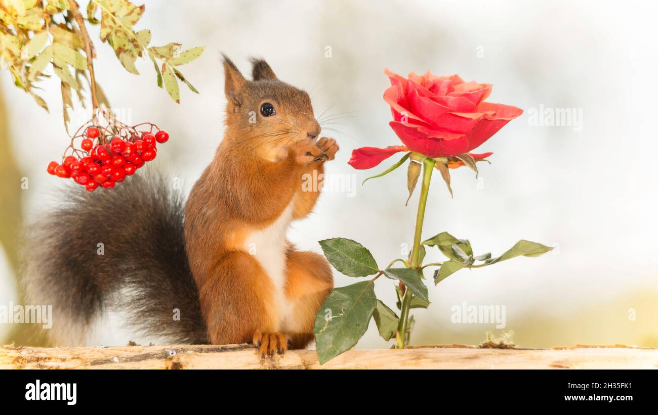Rotes Eichhörnchen, das zwischen Vogelbeeren und einer roten Rose steht Stockfoto