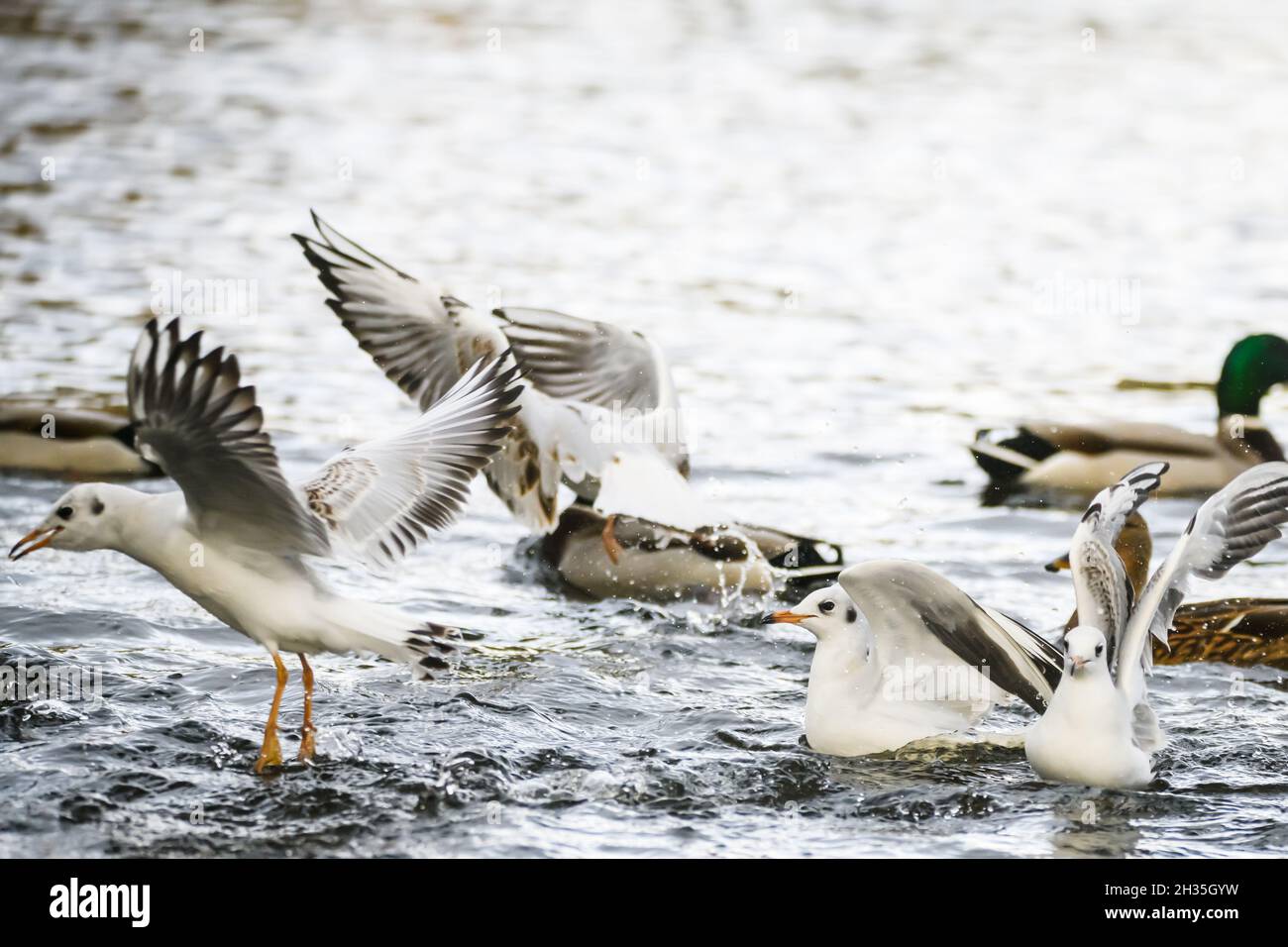 Vögel kämpfen im Wasser um Nahrung. Stockfoto