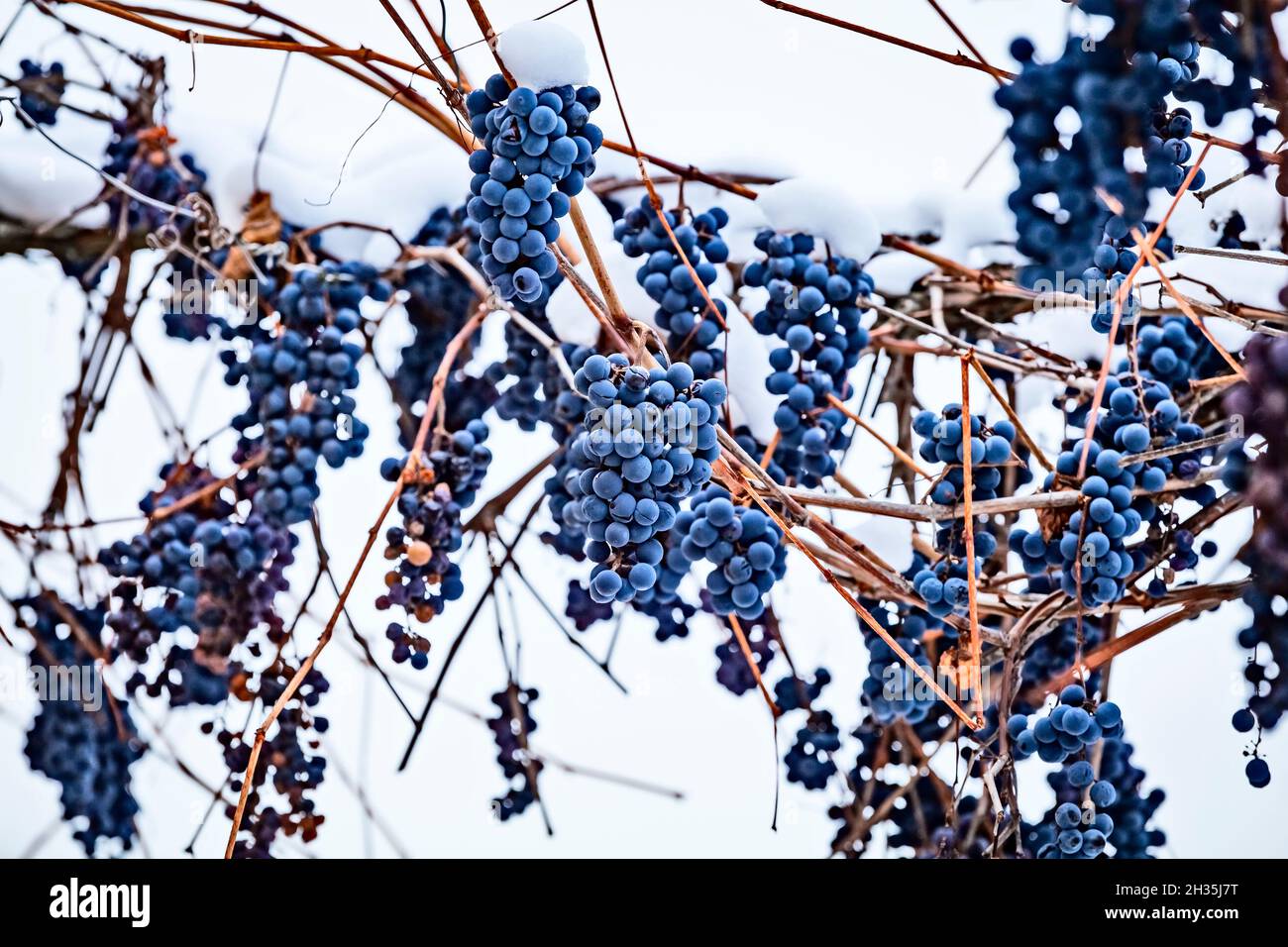 Im Winter oder Spätherbst schneebedeckte blaue, gefrorene Trauben. Saisonales Winterkonzept Stockfoto