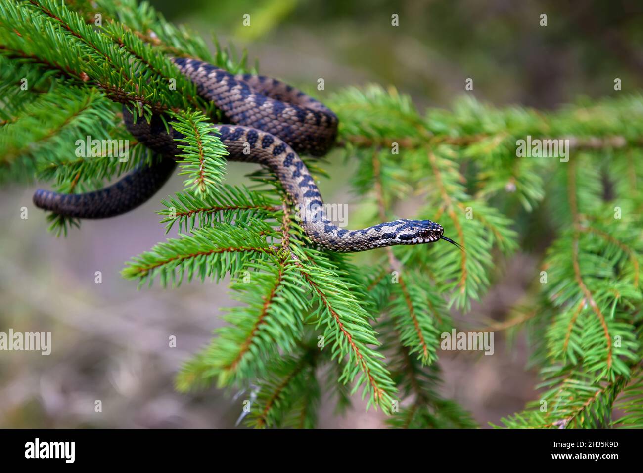 Nahaufnahme Schlange giftige Viper im Sommer auf Ast des Baumes. Vipera berus Stockfoto