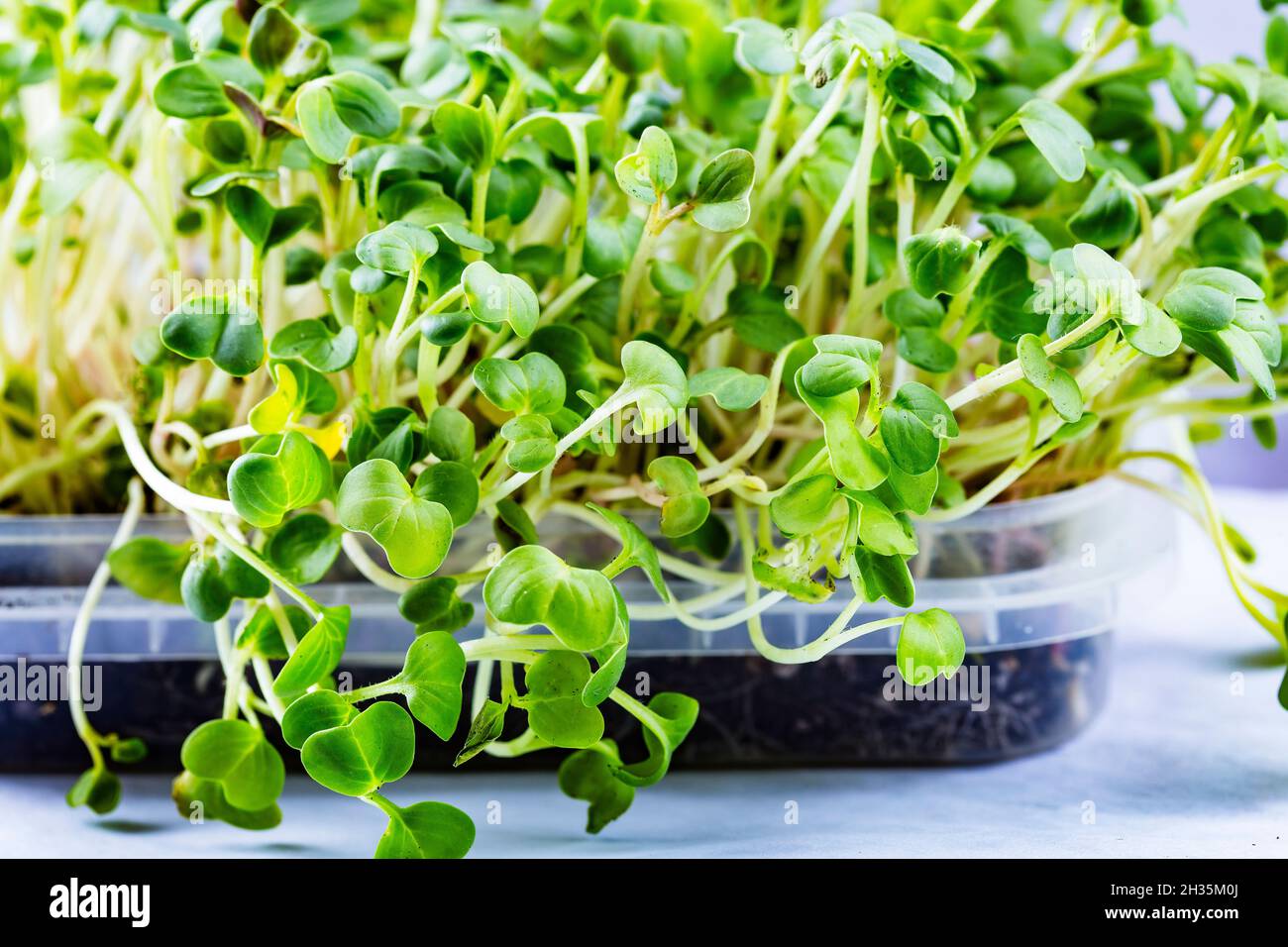 Nahaufnahme von Koriander, Rettich oder Senf-Mikrogrüns. Wachsende mikrogrüne Sprossen aus der Nähe. Keimung der Samen zu Hause. Vegan und gesund essen Stockfoto