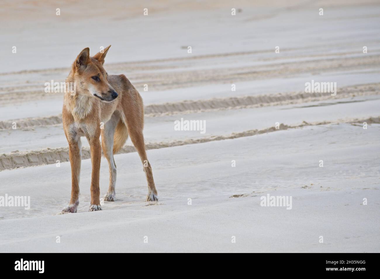 Australischer Dingo am Strand von Fraser Island. Stockfoto