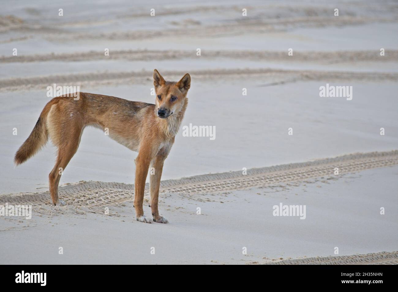 Australischer Dingo am Strand von Fraser Island. Stockfoto