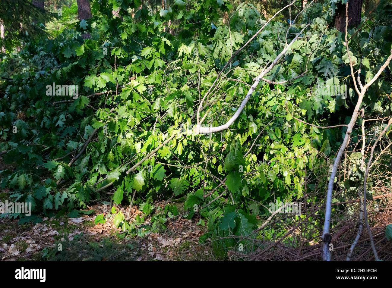 Ein Haufen von geschnittenen Eichenzweigen, der in einem Wald in Polen in der Nähe eines Dorfes namens Wilga liegt. An den Ästen sind noch grüne Blätter. Stockfoto