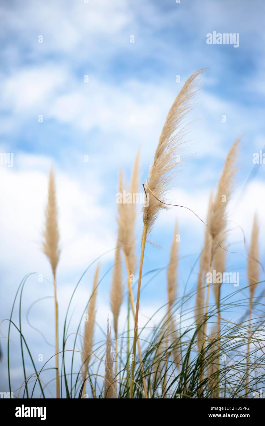 Pampas grasen gegen den blauen Himmel. Getrocknete Blüten. Herbstkräuter. Stockfoto