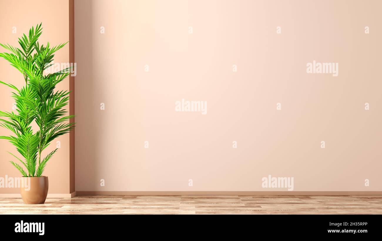 Leerer Raum, Innenhintergrund, Korallenwand, Vase mit 3D-Rendering von Palmen Stockfoto