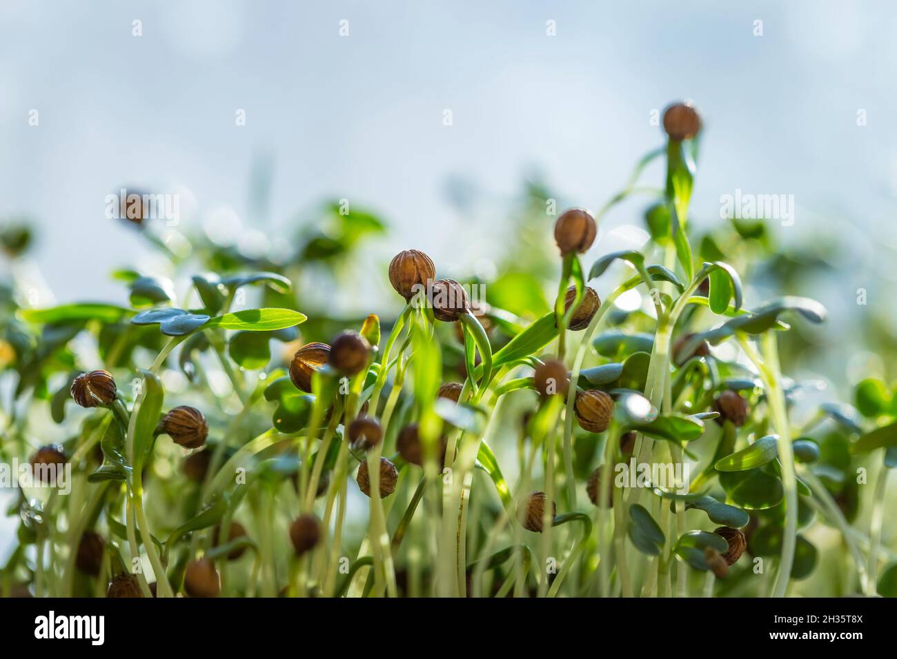 Nahaufnahme von Koriander, Rettich oder Senf-Mikrogrüns. Wachsende mikrogrüne Sprossen aus der Nähe. Keimung der Samen zu Hause. Vegan und gesund essen Stockfoto