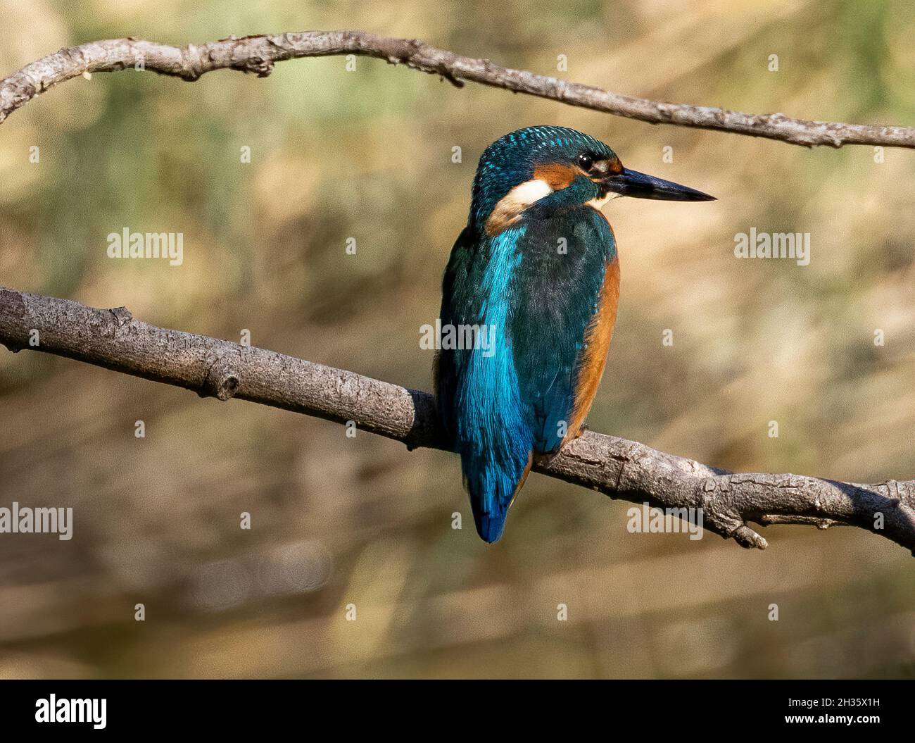 Eisvögel, Alcedo atthis ispida, Teppes de Verbois Naturschutzgebiet, in der Nähe von Russin, Schweiz Stockfoto