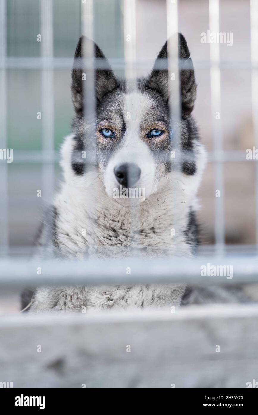 Sibirischer Huskyhund im Käfig. Der Hund sitzt, gelangweilt, wartet Stockfoto
