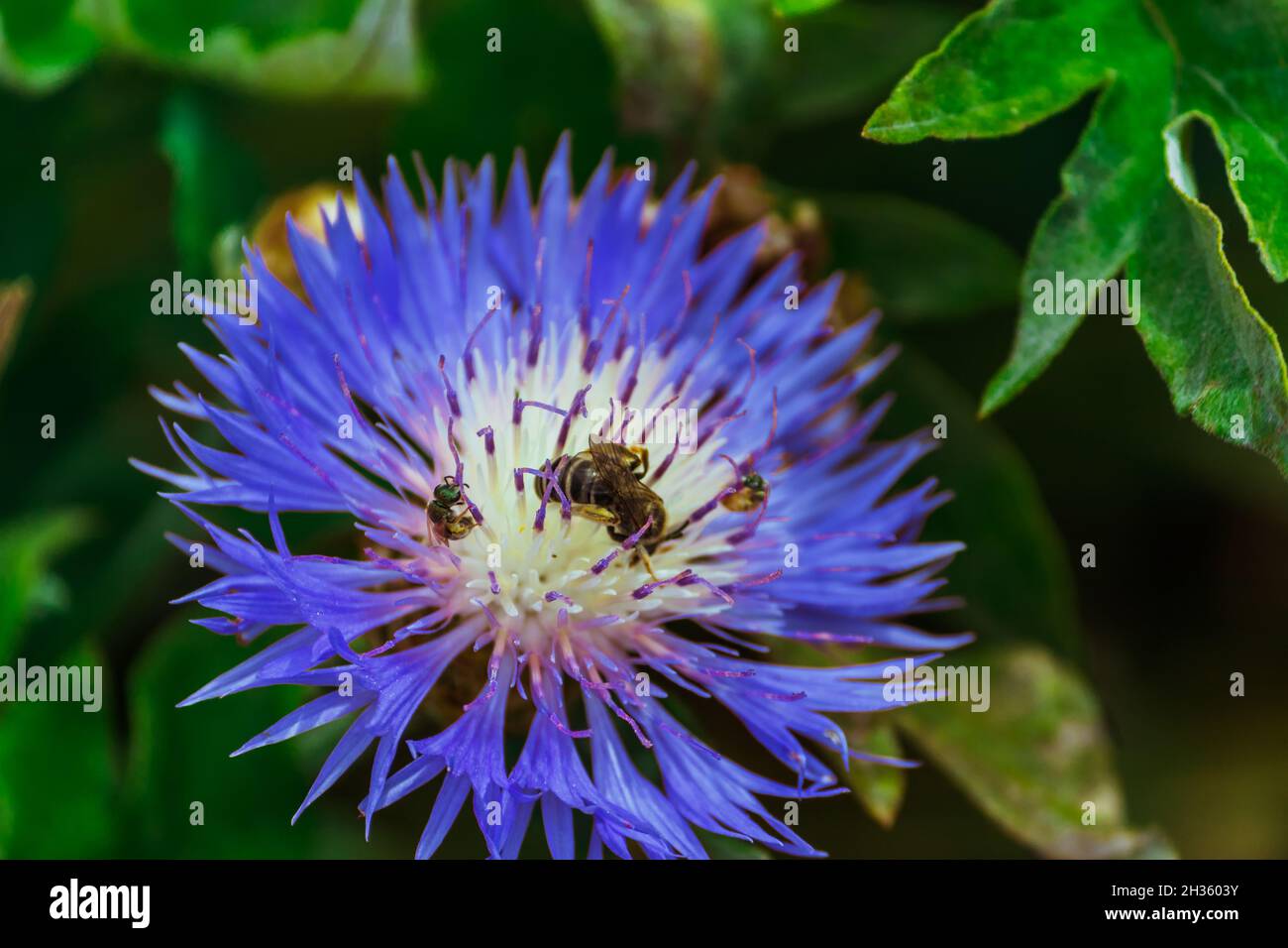 Lila glatte Stokesia und Bienen, die Pollen sammeln. Stockfoto