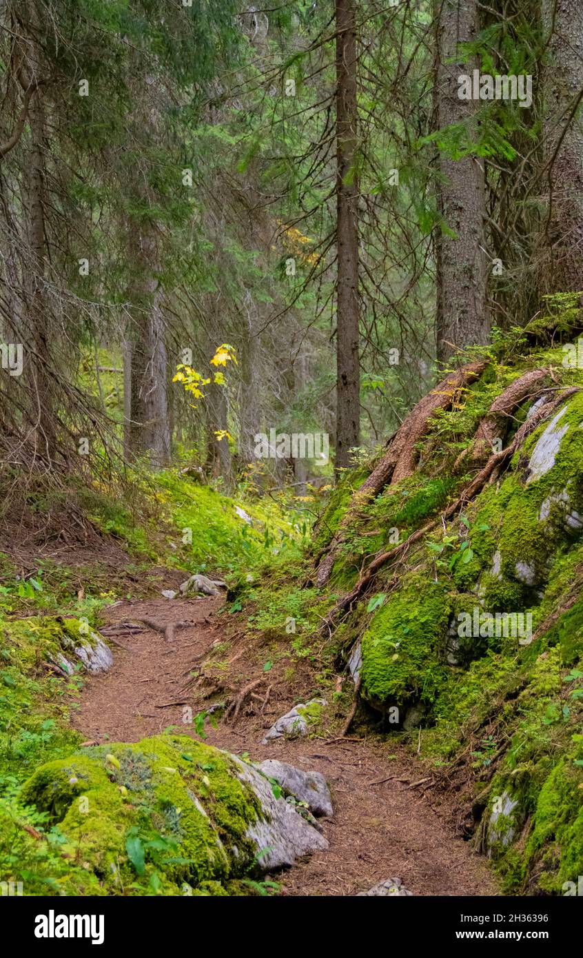 Waldweg rund um Warth, eine Gemeinde im Bezirk Bregenz im österreichischen Bundesland Vorarlberg Stockfoto