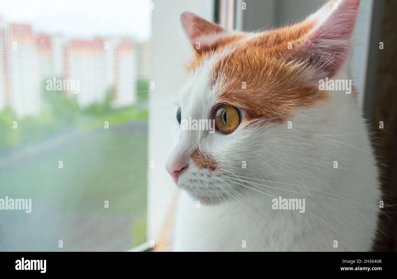 Ginger CAT schaut aus dem Fenster auf die Straße Stockfoto